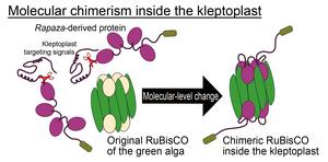 A protein made by Rapaza viridis is imported into a stolen chloroplast and functions there as part of a protein complex