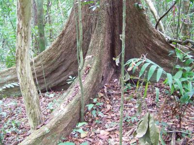 Buttress Roots