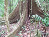 Buttress Roots