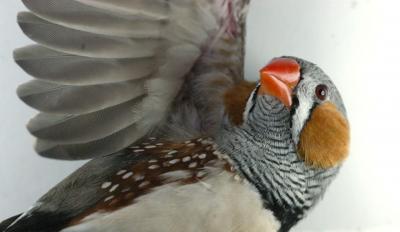 Zebra Finch (1 of 2)