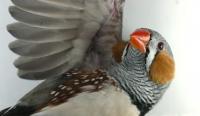 Zebra Finch (1 of 2)