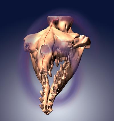 3-D Model
