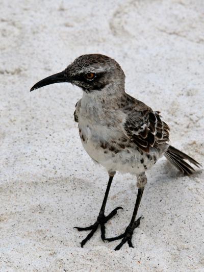 Hood Mockingbird