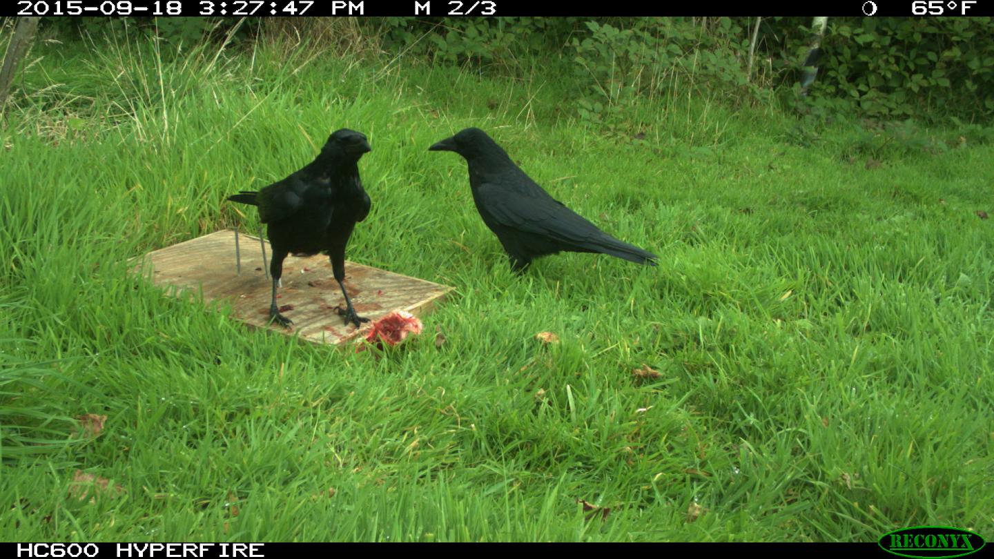 Crows