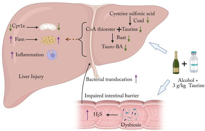 Schematic summary of the mechanisms underlying the effects of ethanol and high-dose taurine consumption on liver injury.