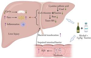Schematic summary of the mechanisms underlying the effects of ethanol and high-dose taurine consumption on liver injury.