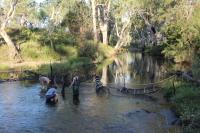 Platypus on Brink of Extinction (3 of 3)