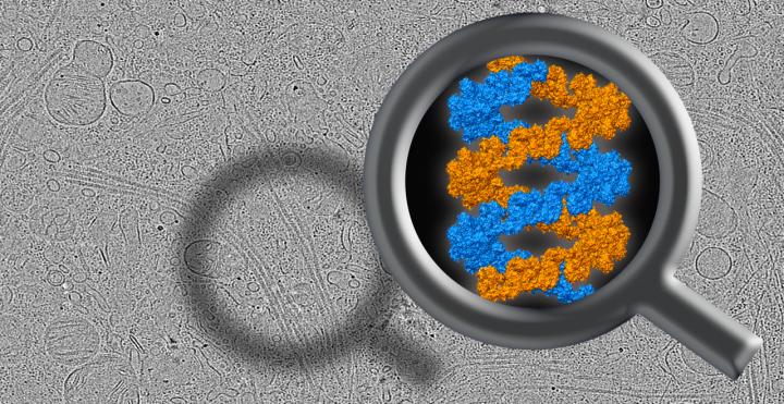Parkinson's Disease Protein Structure Solved Inside Cells Using Novel Technique