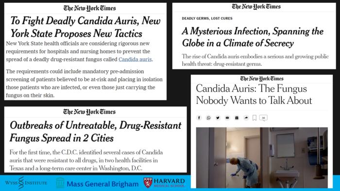 Candida auris outbreaks_News Headlines