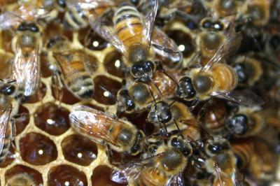 Honey Bees