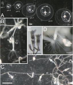 Polyps and juvenile–young medusae of Malagazzia michelin