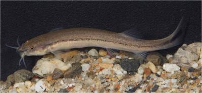 Chipi Chipi Migration in Bolivia's Beni River