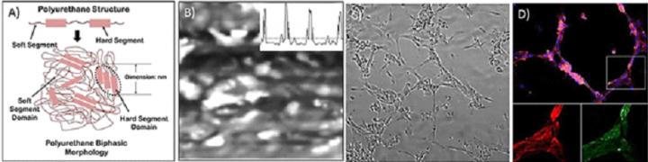 Polyurethane Phase Morphology Induces Endothelial Cell Organization