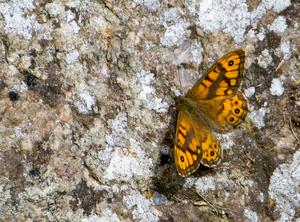 The wall brown butterfly (Lasiommata megera)