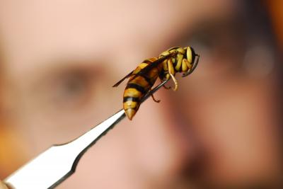 Goodisman Yellow Jackets 1 (of 2)