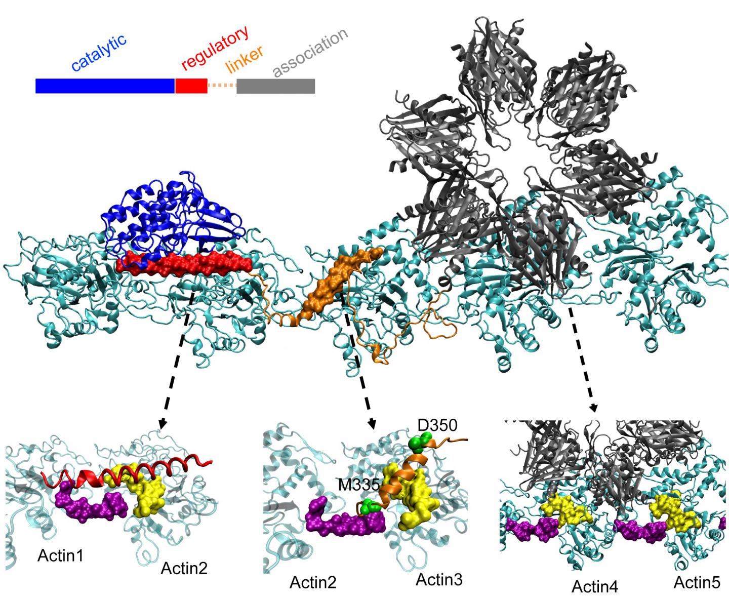 Actin (2 of 3)
