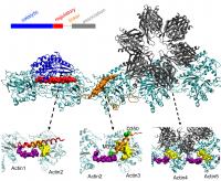 Actin (2 of 3)