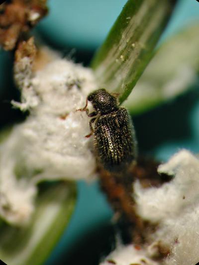 Biological Control