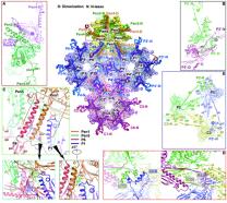 Overview of the Interactions at Inner Capsid Surface
