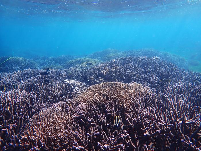 Lord Howe Island reefscape