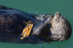A Southern sea otter foraging and eating mussels in Monterey Bay.