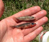 Stickleback