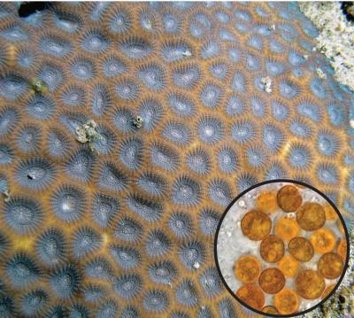Symbionts (3 of 3)