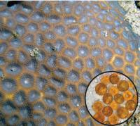 Symbionts (3 of 3)