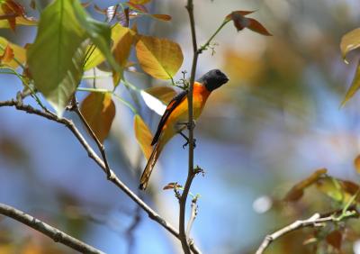 <i>Pericrocotus cinnamomeus</i> (Small Minivet)