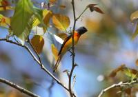 <i>Pericrocotus cinnamomeus</i> (Small Minivet)