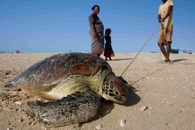Captured Turtle
