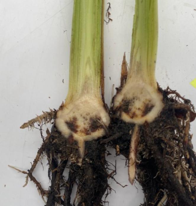 Vascular and rhizome discoloration caused by Fusarium oxysporum f.sp. cubense in Banana tissues