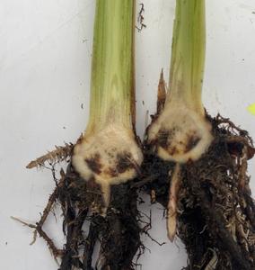 Vascular and rhizome discoloration caused by Fusarium oxysporum f.sp. cubense in Banana tissues