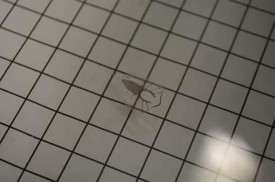 The Debut of a Robotic Stingray, Powered by Light-Activated Rat Cells (15 of 18)