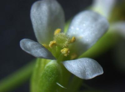 Precise Molecular Surgery in the Plant Genome