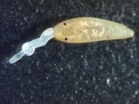 Acanthocephala: