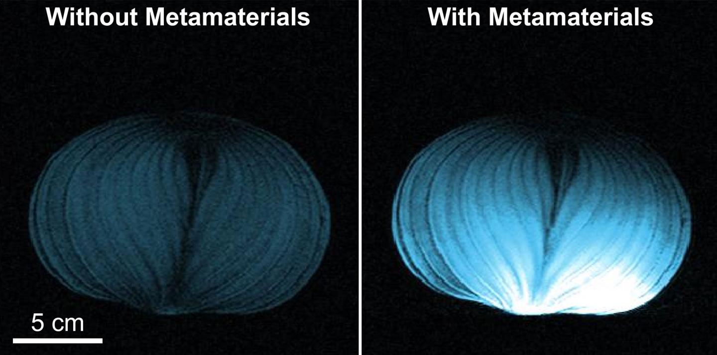 Two MRI Images of An Onion