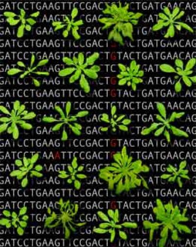 Arabidopsis Plants