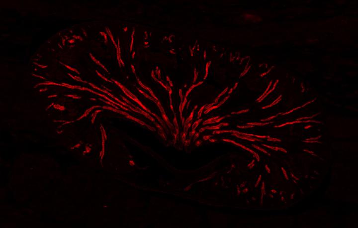 A Mouse Kidney under the Microscope (Overview)