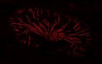 A Mouse Kidney under the Microscope (Overview)