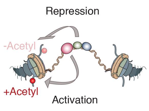 Activation and Repression Signals