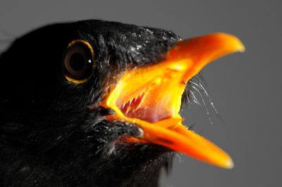 Blackbird