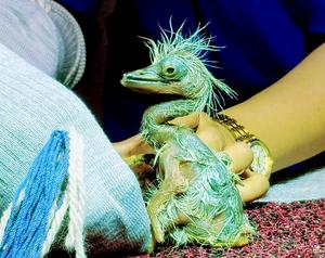 A White-bellied Heron chick hatched artificially in 2024