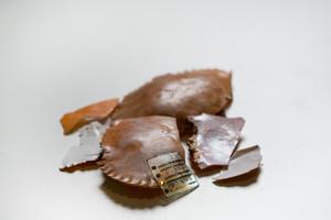 Turning seafood waste into sustainable wearable health sensors