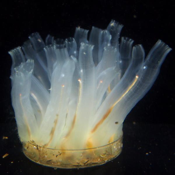 Mechanism of Successful Horizontal Gene Transfer between Divergent Organisms Explained (2 of 2)