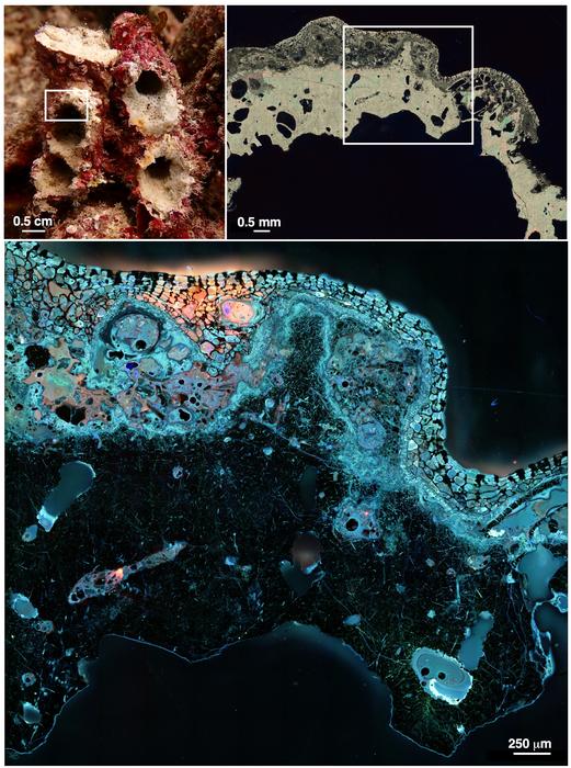 Coral under the microscope