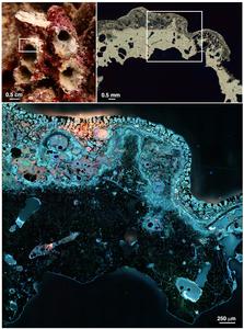 Coral under the microscope