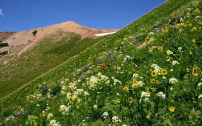 Flowering Plant on Mountain