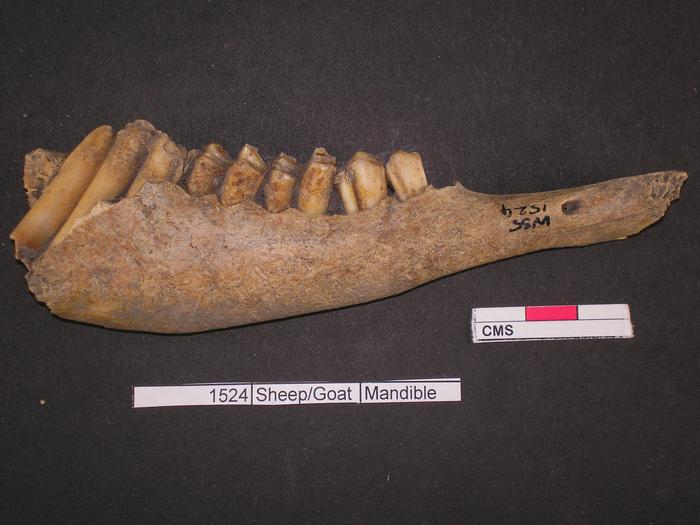 Sheep mandible