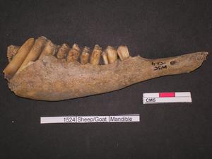 Sheep mandible